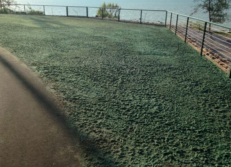 Flexterra on the Ground — Spray Grass in Northern Territory