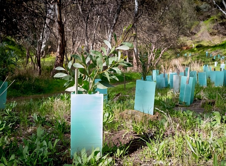 Newly Planted Trees — Spray Grass in Northern Territory